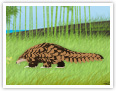 Le pangolin