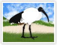 L'ibis