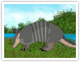 Armadillo