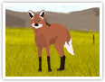 Maned Wolf