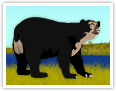 Spectacled Bear